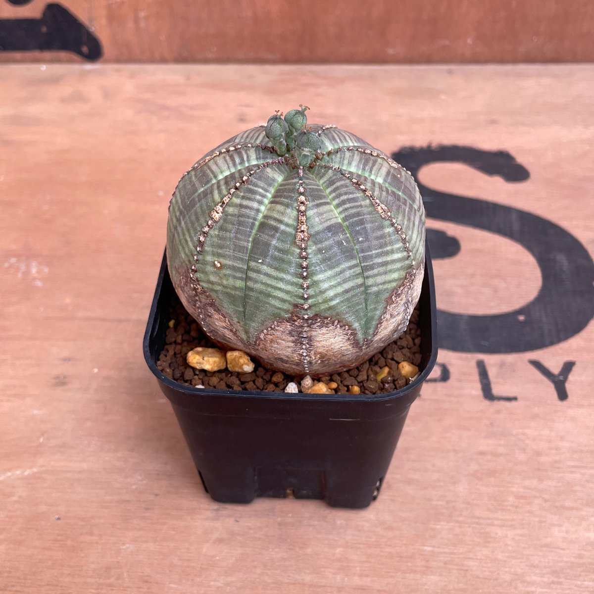 No.009 ユーフォルビア オベサ / Euphorbia Obesa 木質化