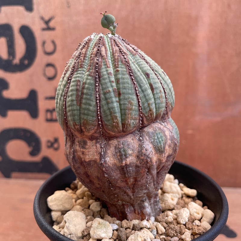 No.052 ユーフォルビア オベサ / Euphorbia Obesa 木質化 変形