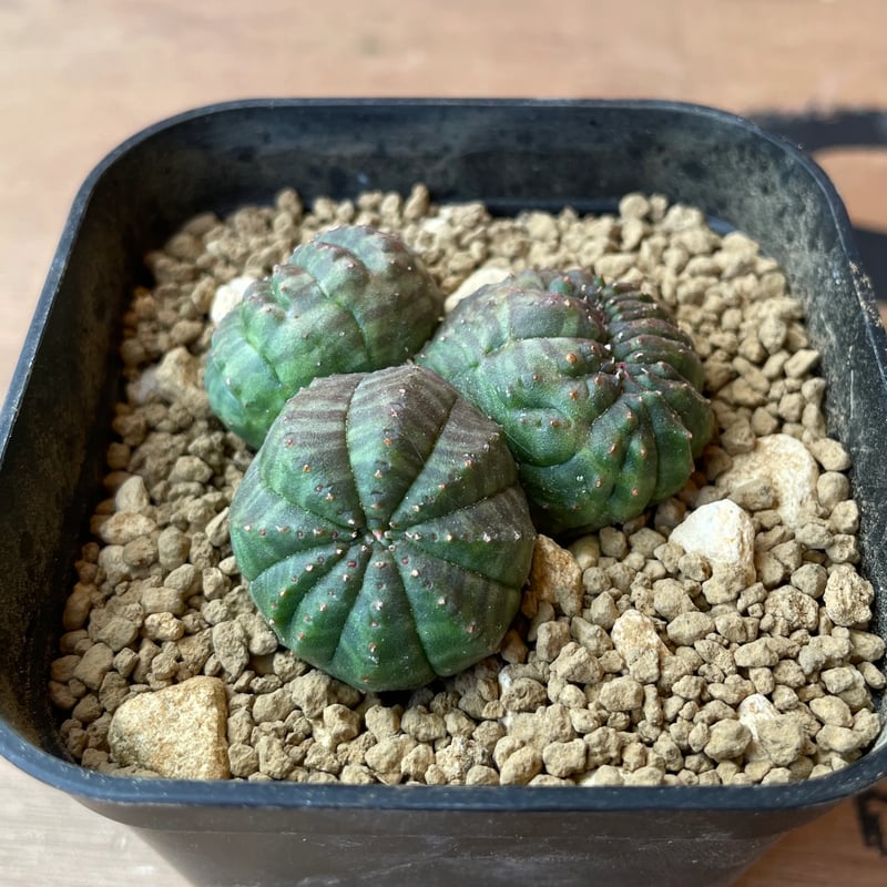 ユーフォルビア F*i様 オベサ オベサ 円扇綴化 マルチヘッド 最大幅約11cm 超厳選株】超大株 分頭 綴化 モンスト 特大 塊根植物・コーデックス