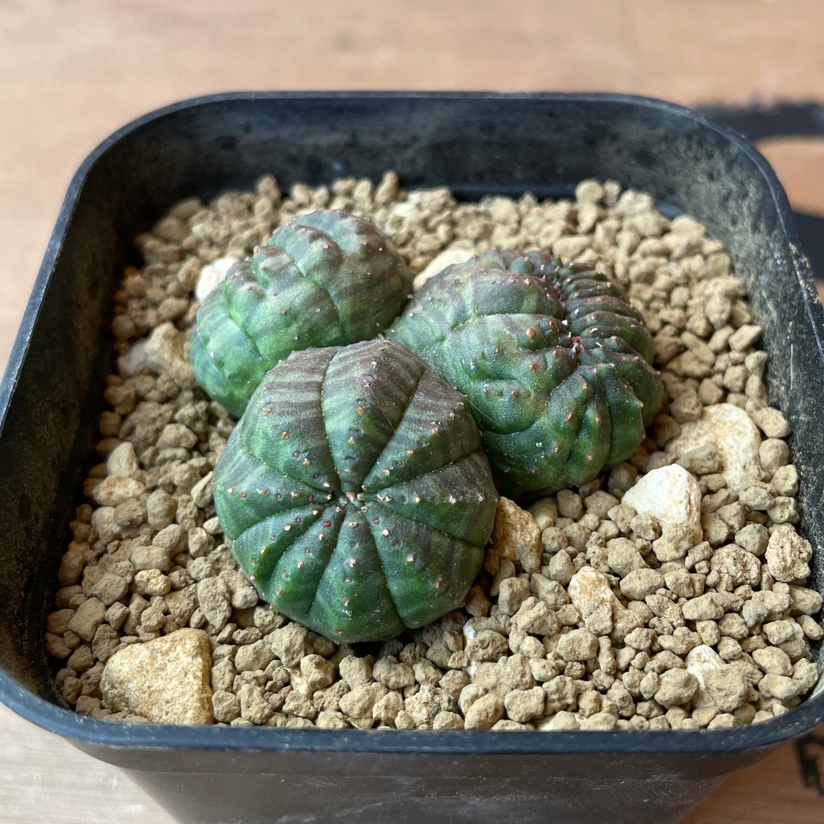 No.057 ユーフォルビア オベサ / Euphorbia Obesa 分頭モンスト 綴化
