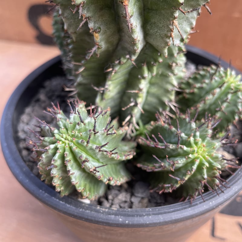 No.017 ユーフォルビア ホリダ / Euphorbia Horrida 特選株 Φ13