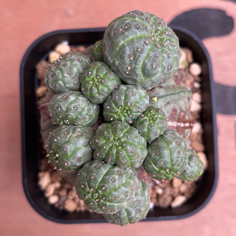 No.050 ユーフォルビア オベサ / Euphorbia Obesa 成長点潰れ&子吹き