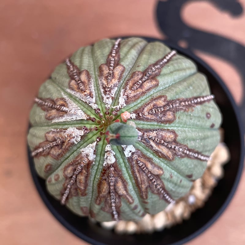 No.052 ユーフォルビア オベサ / Euphorbia Obesa 木質化 変形 Φ6.
