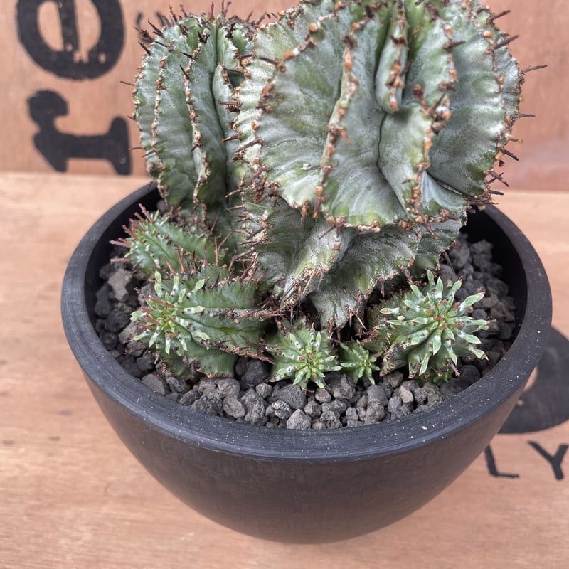 【現地球】ユーフォルビア ホリダ 群生 × n/oh ノウ ビームス別注 鉢 現地球】ユーフォルビア ホリダ 群生 × n/oh ノウ ビームス別注 鉢