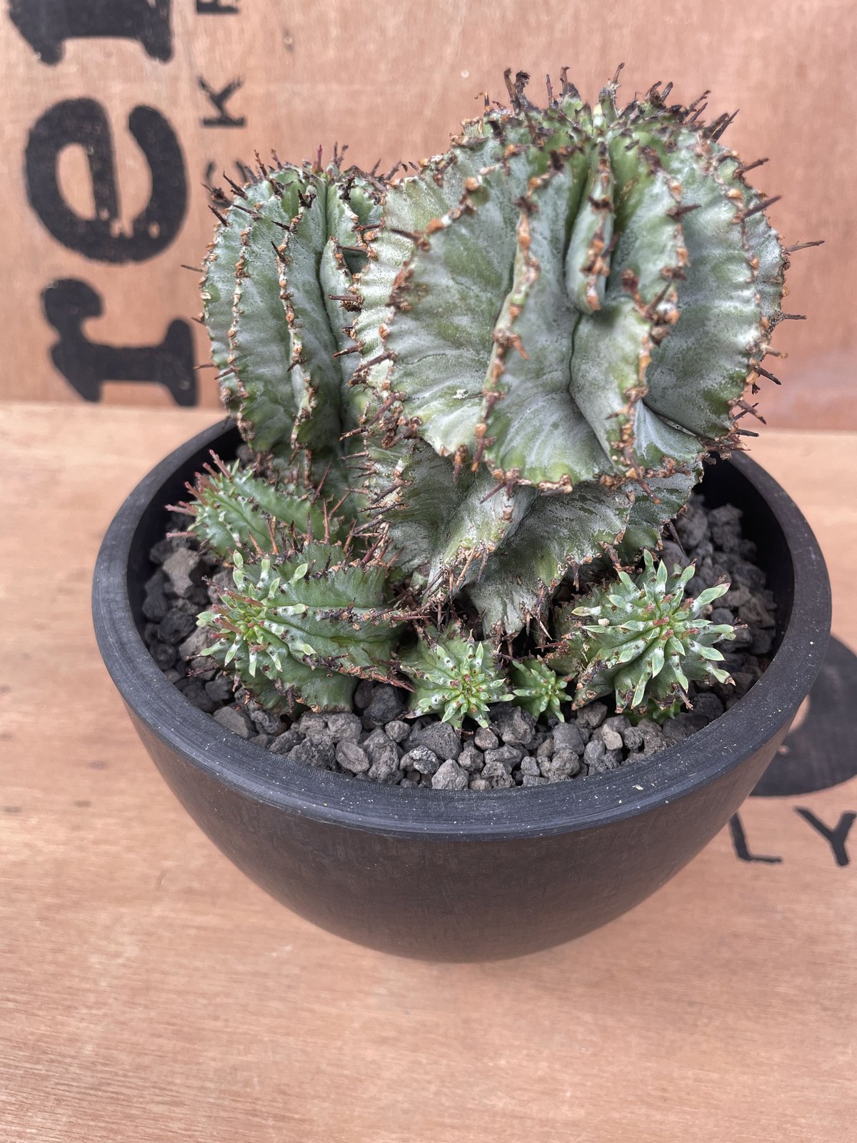 ユーフォルビア・ホリダ　Euphorbia horrida No.022 ユーフォルビア ホリダ / Euphorbia Horrida 群生株 Φ13