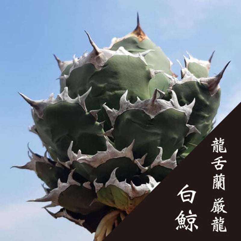 No.002 アガベ チタノタ “白鯨” / Agave Titanota White Wha No.002 アガベ チタノタ “白鯨” / Agave Titanota White Wha