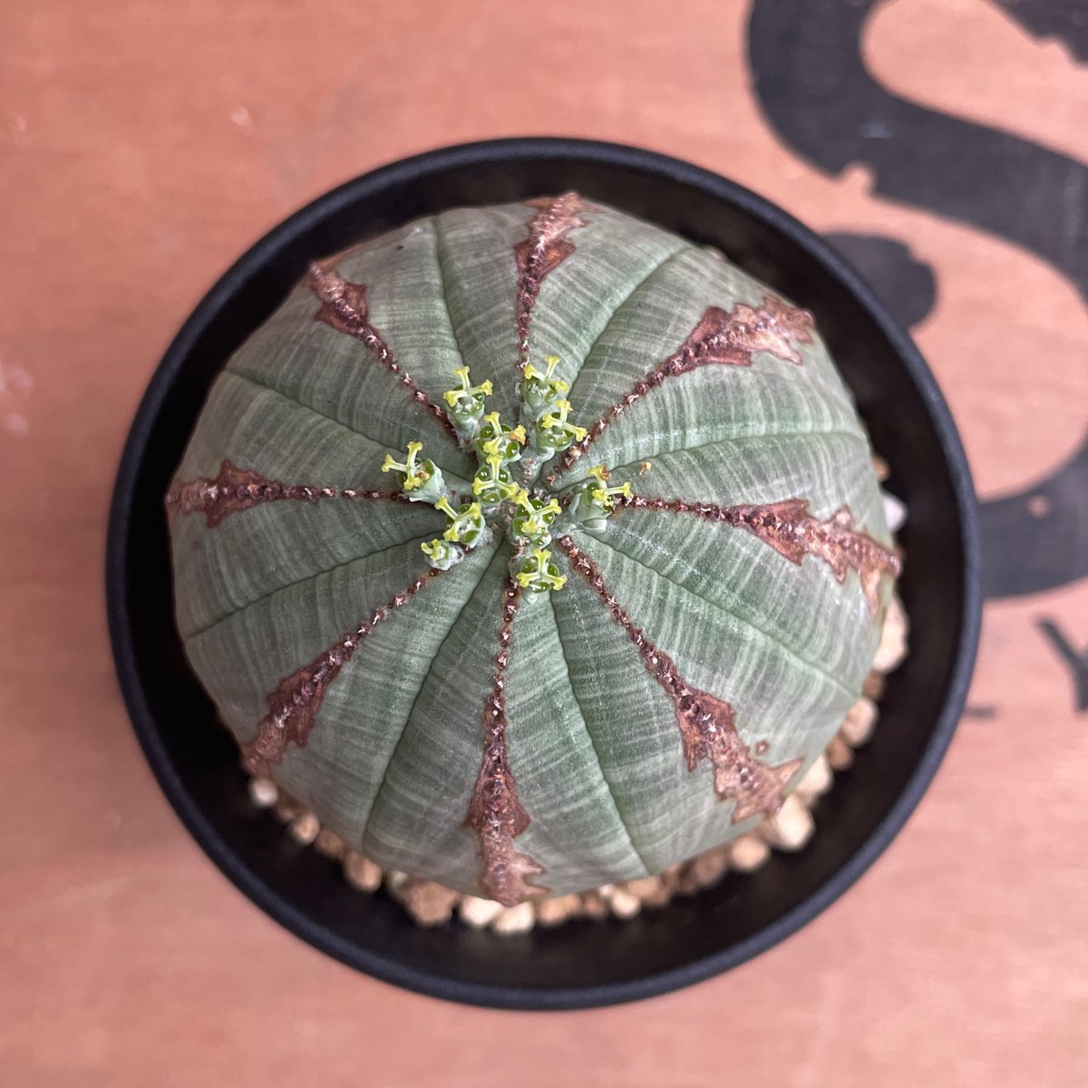 No.048 ユーフォルビア オベサ / Euphorbia Obesa Φ7.5 x 6.5
