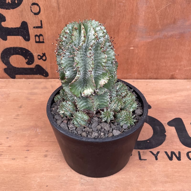 【鉢のまま発送】ユーフォルビア　ホリダ　群生　トリコーム　スノー　サボテン 鉢のまま発送】ユーフォルビア ホリダ 群生 トリコーム スノー