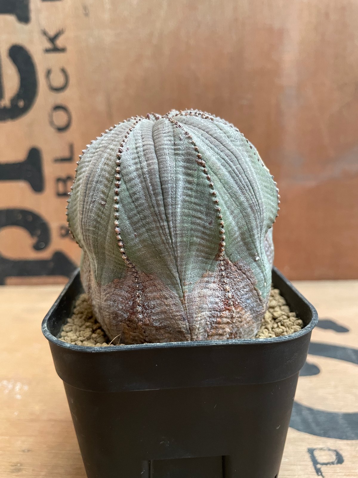 No.030 ユーフォルビア オベサ / Euphorbia Obesa Φ7.5 x H7