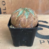 No.063 ユーフォルビア オベサ / Euphorbia Obesa 木質化　φ7.5 x H4.5 cm
