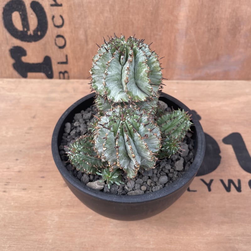 No.022 ユーフォルビア ホリダ / Euphorbia Horrida 群生株 Φ13