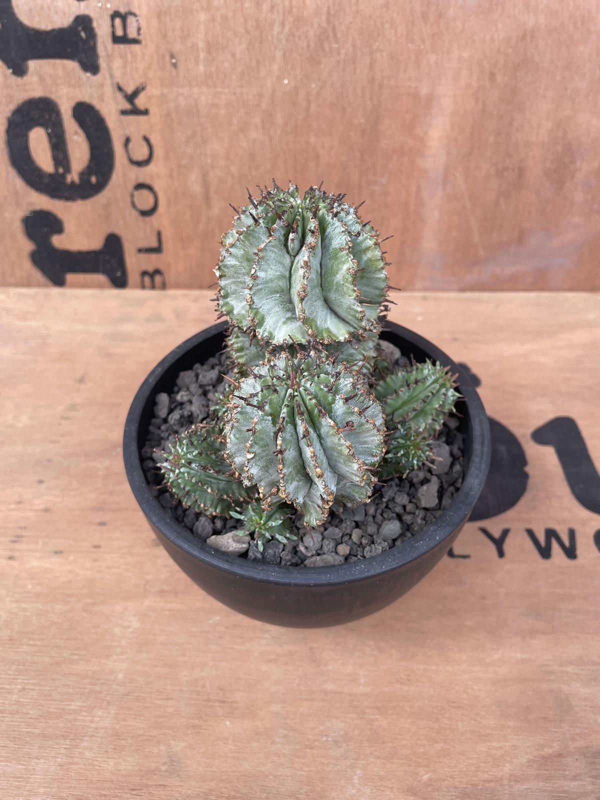No.022 ユーフォルビア ホリダ / Euphorbia Horrida 群生株 Φ13 No.022 ユーフォルビア ホリダ / Euphorbia Horrida 群生株 Φ13