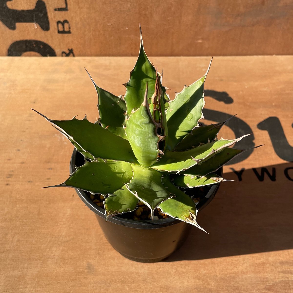 ⭐︎発根済み⭐︎アガベ ホリダAgave horrida No.AHRD002