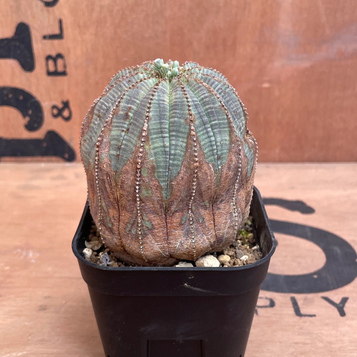 No.031 ユーフォルビア オベサ / Euphorbia Obesa 木質化 特選 Φ7