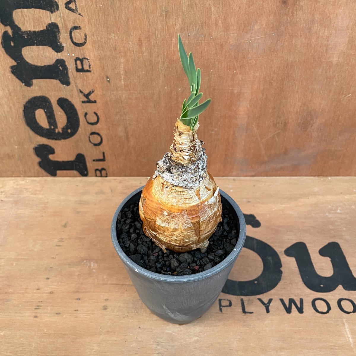 ブーファン　ハエマンソイデス ブーファン ハエマンソイデス 