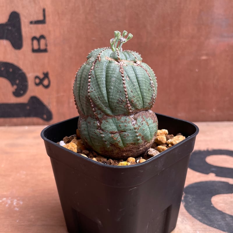 No.043 ユーフォルビア オベサ / Euphorbia Obesa 異形 Φ5 x 6c