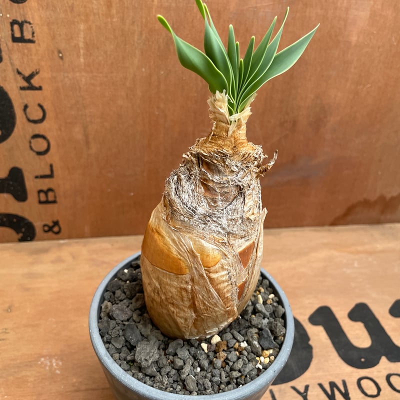 h*u様 ブーファン ハエマンソイデス