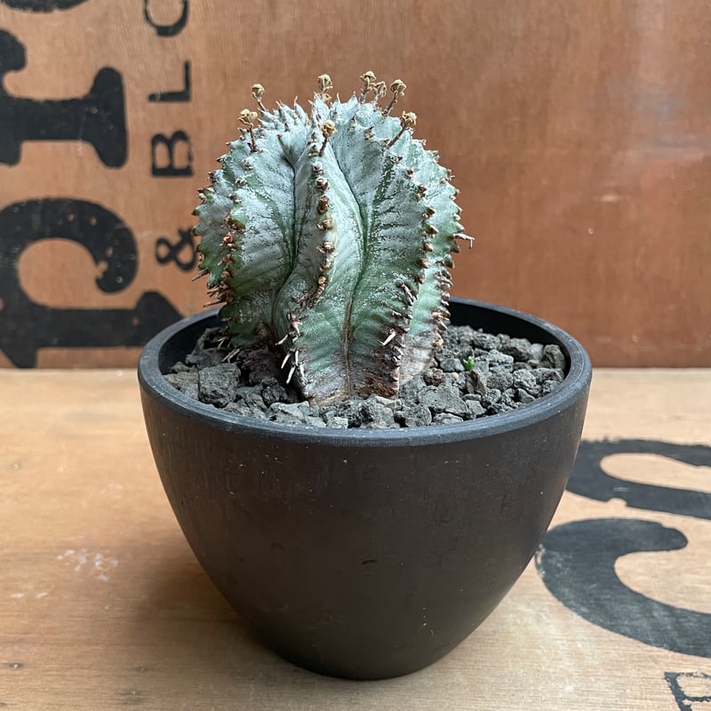 ユーフォルビア　ホリダ ホワイトゼブラ　ホワイトストリアータ　白衣　超極白　⑧ ユーフォルビア ホリダ ホワイトゼブラ ホワイトストリアータ 白衣 超