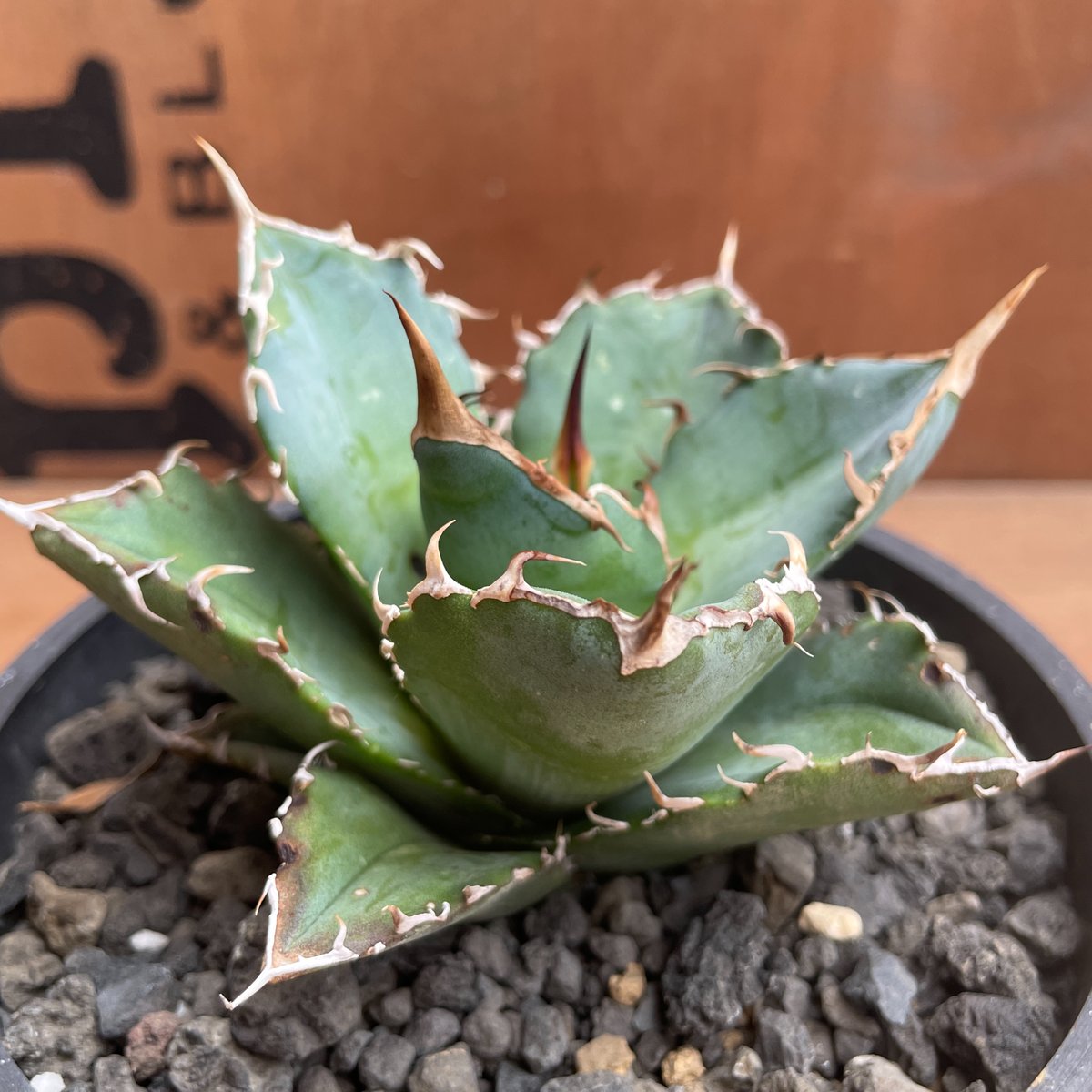 No.003 アガベ チタノタ “白鯨” / Agave Titanota White Wha