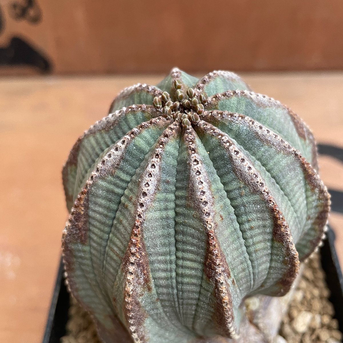 ユーフォルビア　オベサ　イタリア産　3点セットEuphorbia obesa ユーフォルビア オベサ イタリア産 3点セットEuphorbia obesa