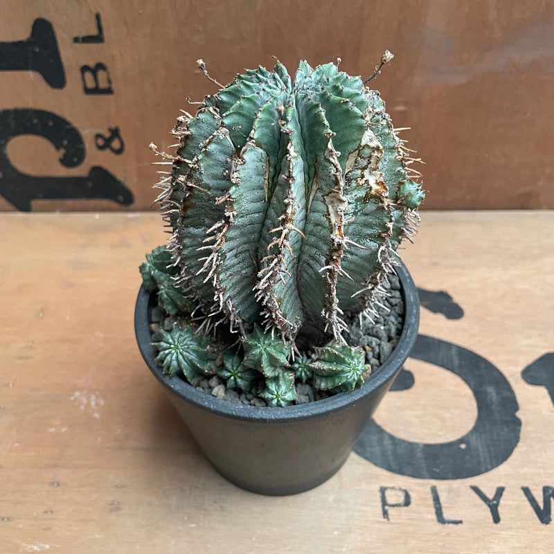 激渋 ユーフォルビア オールド ホリダ No.023 ユーフォルビア ホリダ / Euphorbia Horrida 木質化 群生