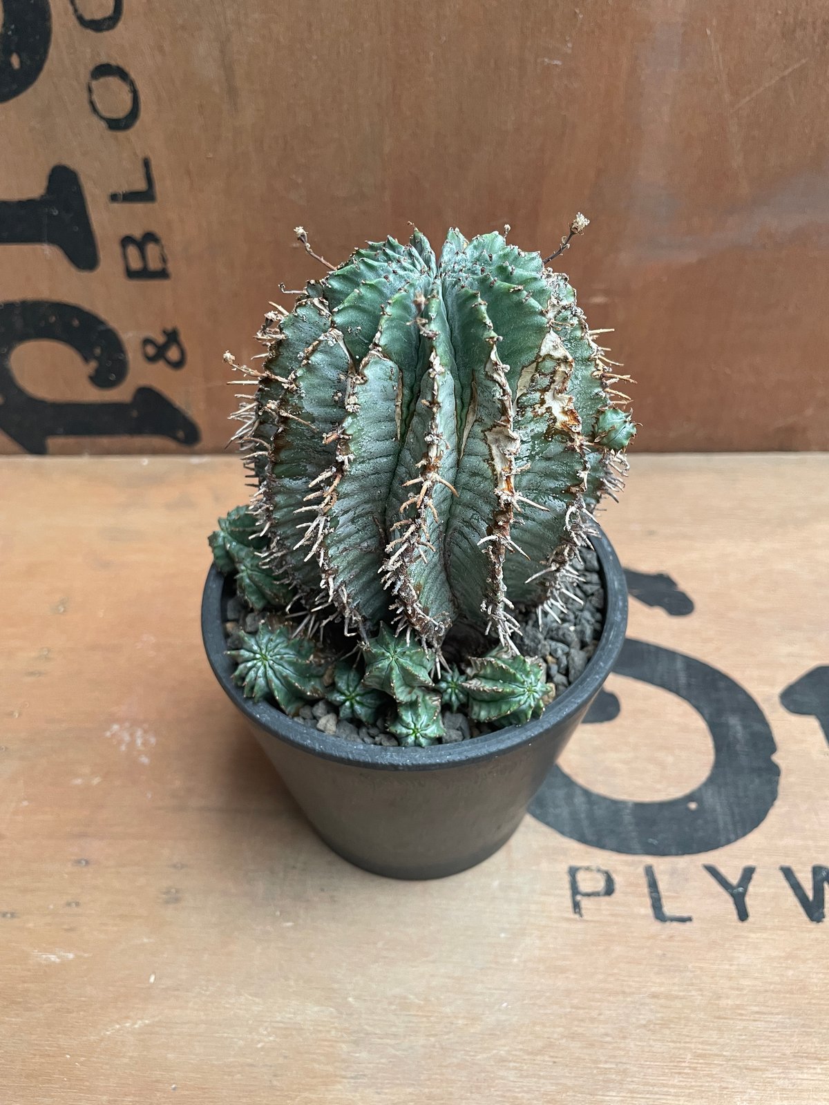 No.026 ユーフォルビア ホリダ / Euphorbia Horrida Φ9×H9.5