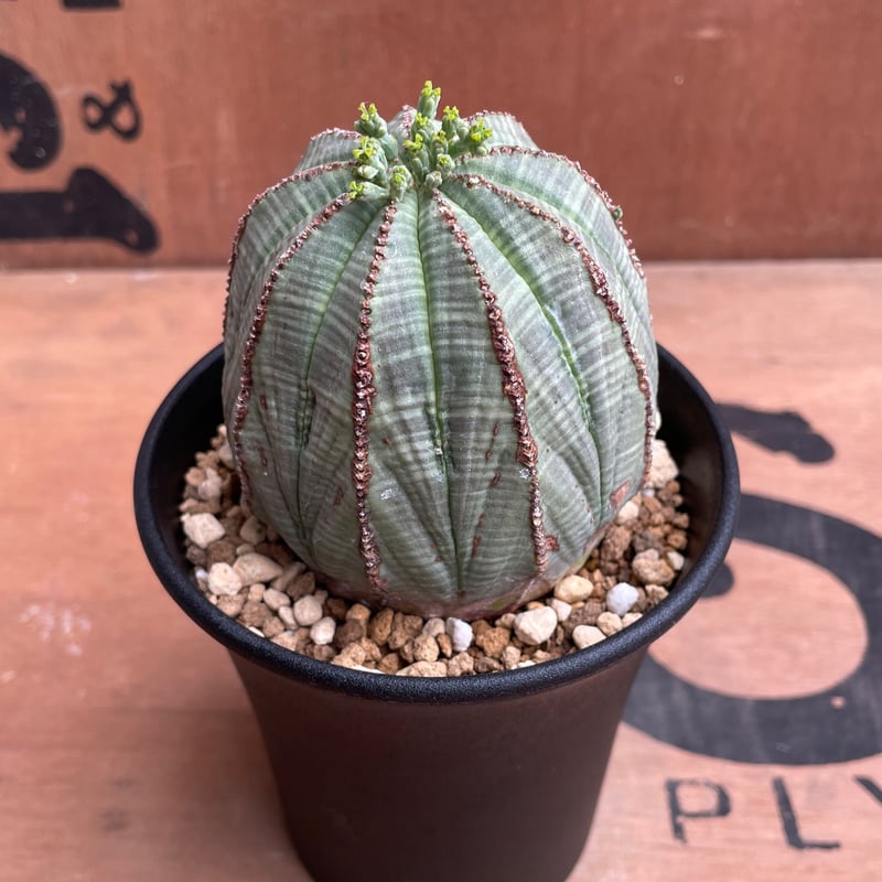 No.041 ユーフォルビア オベサ / Euphorbia Obesa Φ7 x 6.5cm