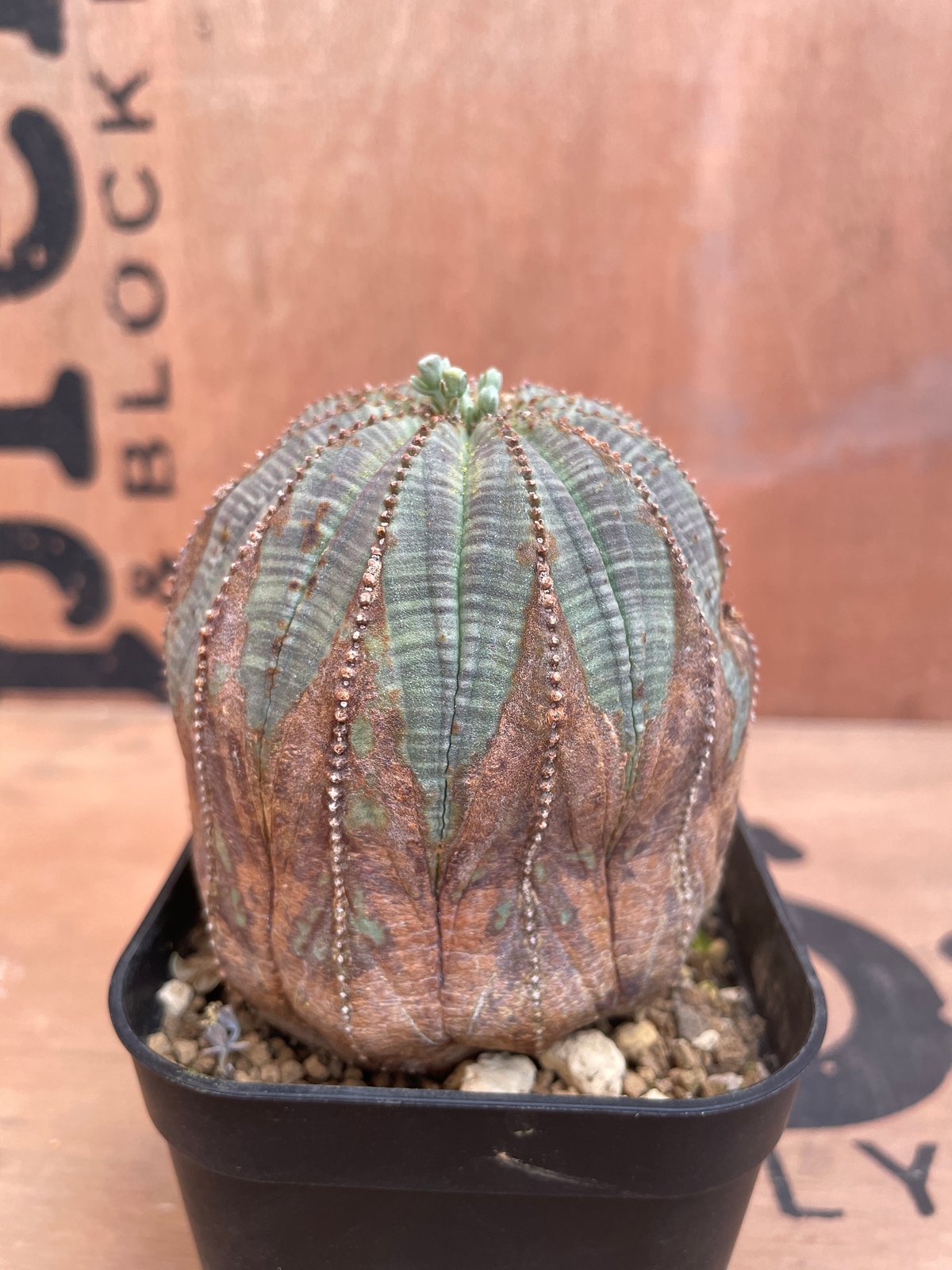 No.031 ユーフォルビア オベサ / Euphorbia Obesa 木質化 特選 Φ7...