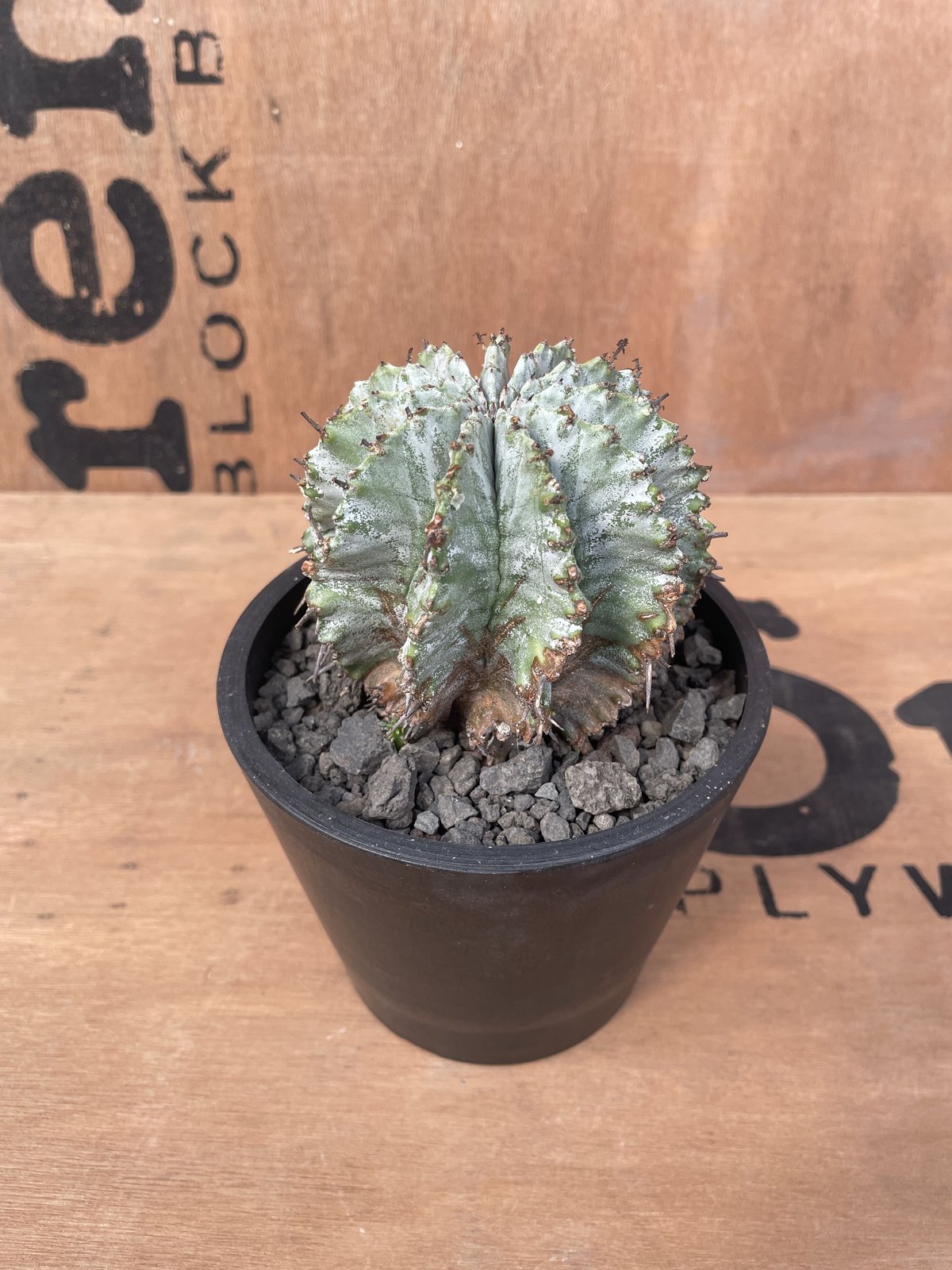 No.021 ユーフォルビア ホリダ / Euphorbia Horrida No.021 ユーフォルビア ホリダ / Euphorbia Horrida