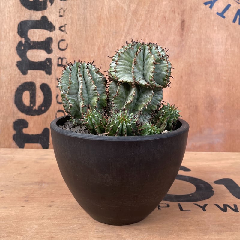 No.022 ユーフォルビア ホリダ / Euphorbia Horrida 群生株 Φ13 No.022 ユーフォルビア ホリダ / Euphorbia Horrida 群生株 Φ13