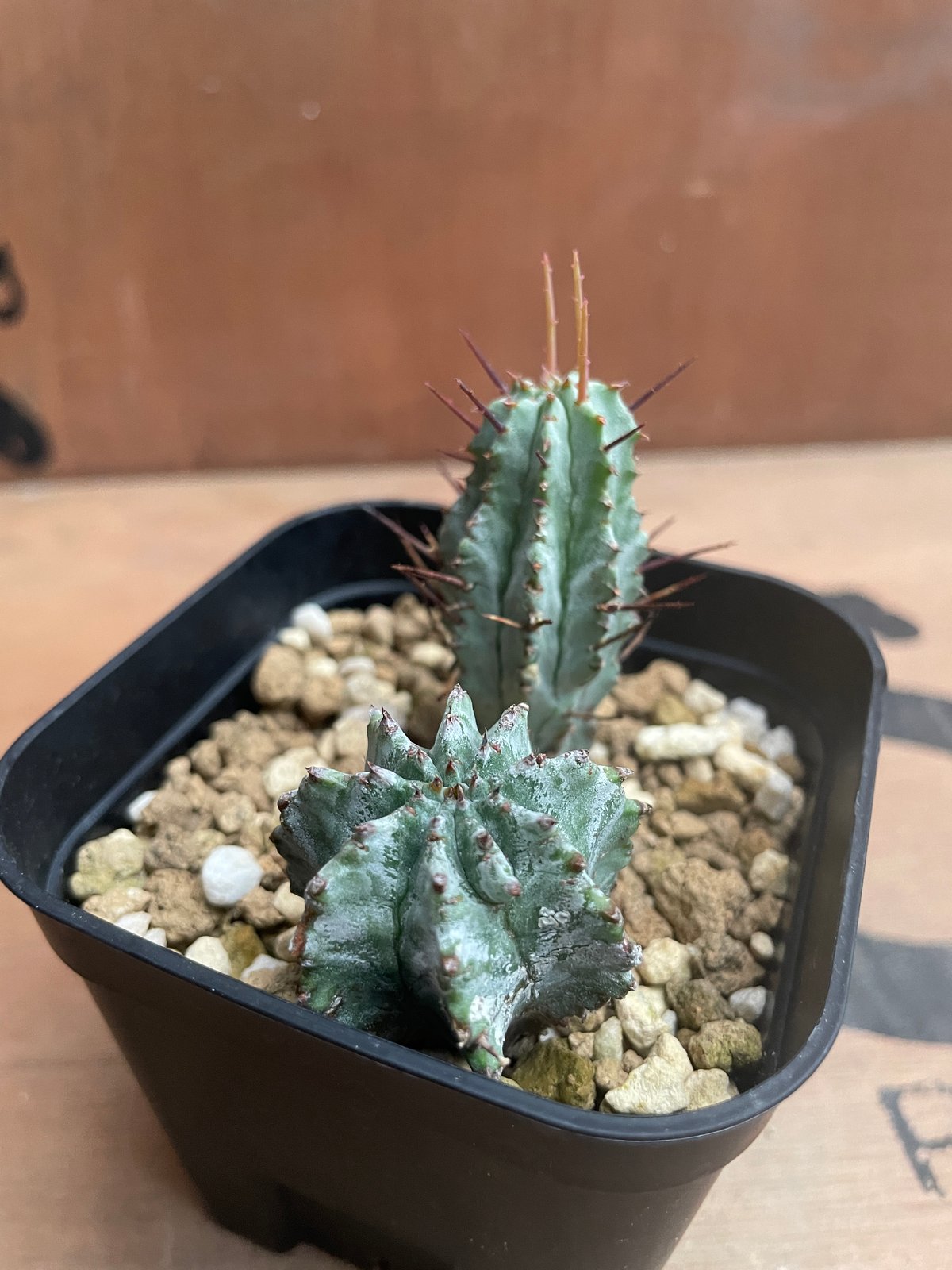 No.028 ユーフォルビア ホリダ / Euphorbia Horrida 子株×2 | N