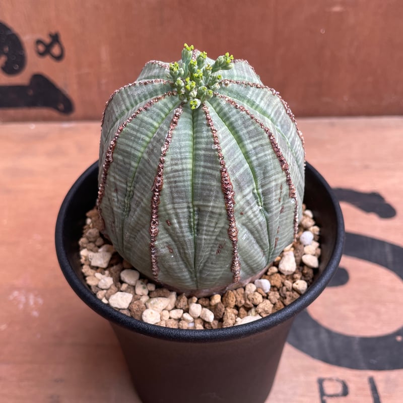 No.041 ユーフォルビア オベサ / Euphorbia Obesa Φ7 x 6.5cm