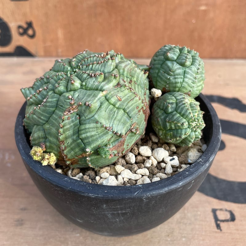 No.069 ユーフォルビア オベサ / Euphorbia Obesa 9.5 x 4 cm