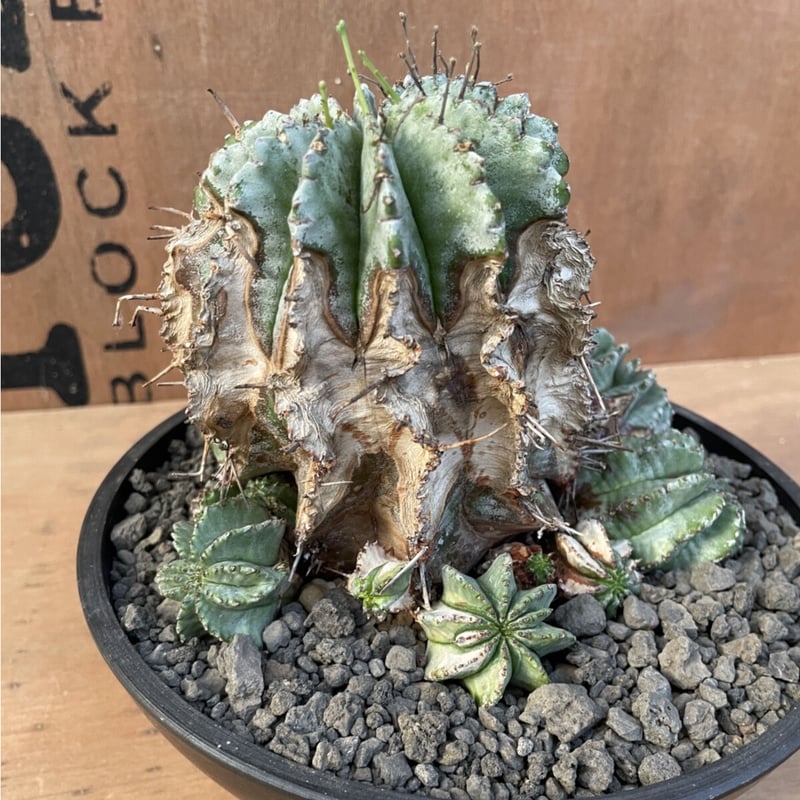 No.023 ユーフォルビア ホリダ / Euphorbia Horrida 木質化 群生