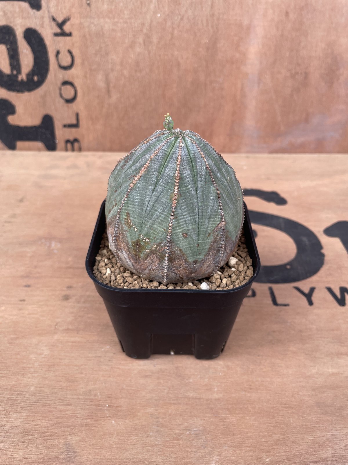 選抜株 木質 希少 ユーフォルビア オベサ Euphorbia obesa 美形 選抜株 木質 希少 ユーフォルビア オベサ Euphorbia obesa 美形