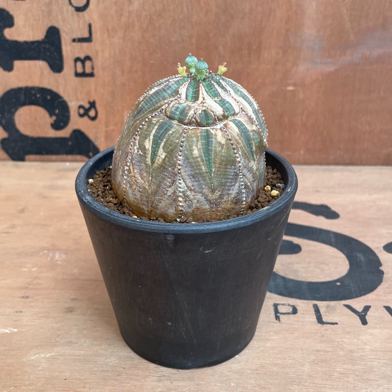 No.038 ユーフォルビア オベサ / Euphorbia Obesa 木質化 傷あり No.038 ユーフォルビア オベサ / Euphorbia Obesa 木質化 傷あり