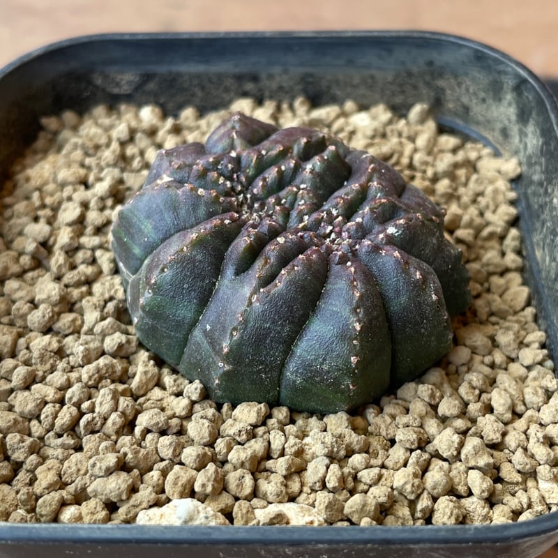 No.058 ユーフォルビア オベサ / Euphorbia Obesa モンスト 綴化 4.