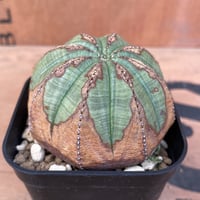 No.038 ユーフォルビア オベサ / Euphorbia Obesa 木質化 傷あり ♀