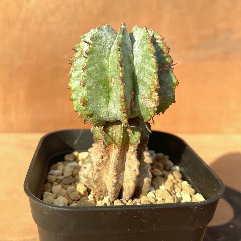 No.009 ユーフォルビア ホリダ / Euphorbia Horrida 