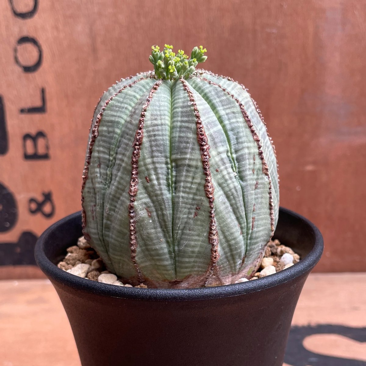 ユーフォルビア　オベサ No.041 ユーフォルビア オベサ / Euphorbia Obesa Φ7 x 6.5cm