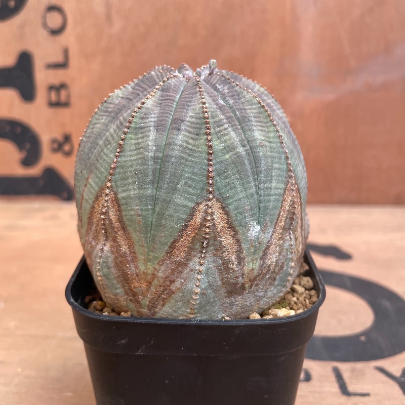 No.033 ユーフォルビア オベサ / Euphorbia Obesa Φ7.5 x H6