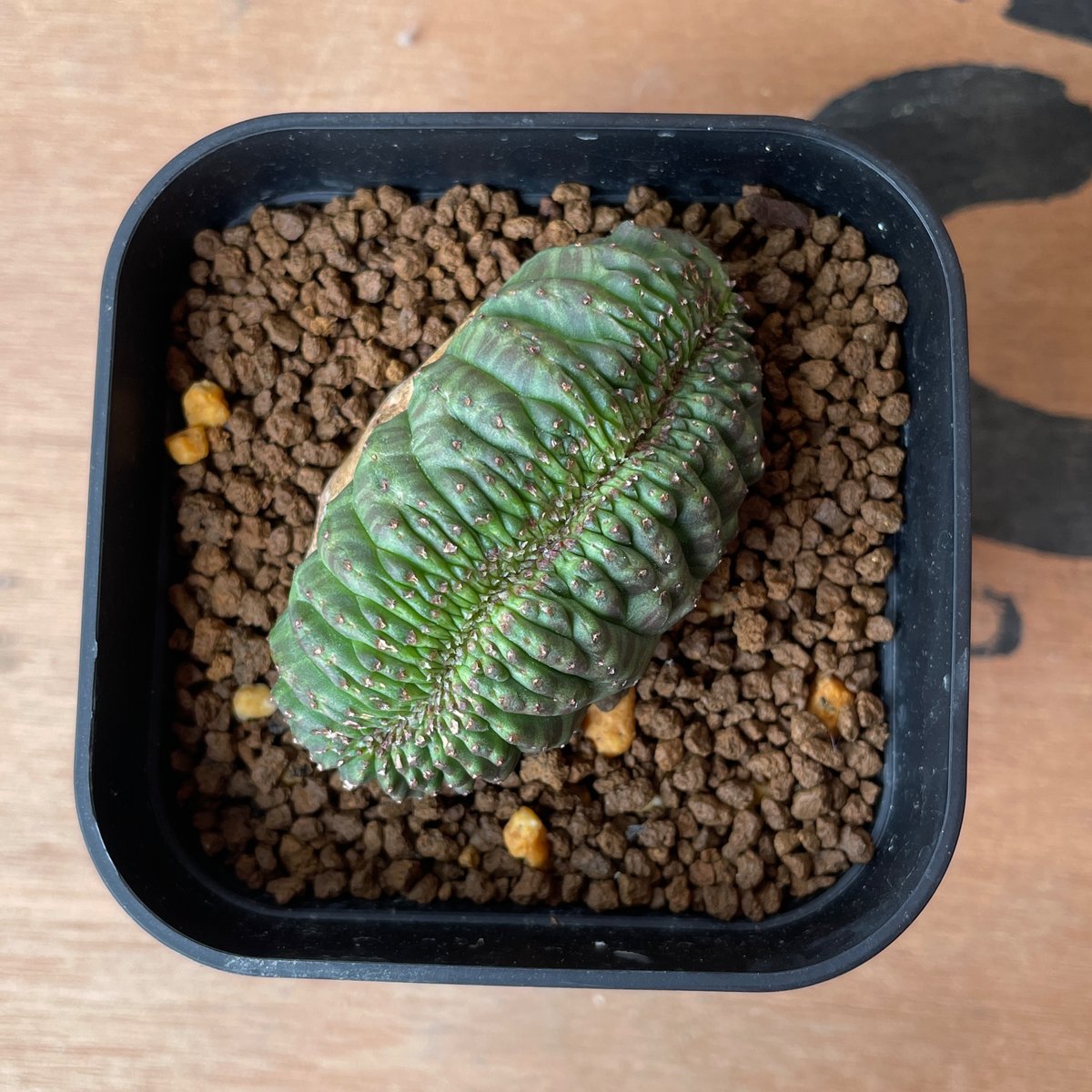No.066 ユーフォルビア オベサ / Euphorbia Obesa モンスト 綴化 6