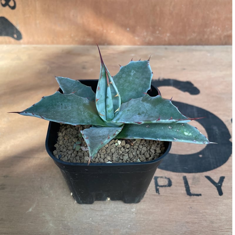 No.001 アガベ パラサナ ハイブリッド / Agave Parrasana Hybrid
