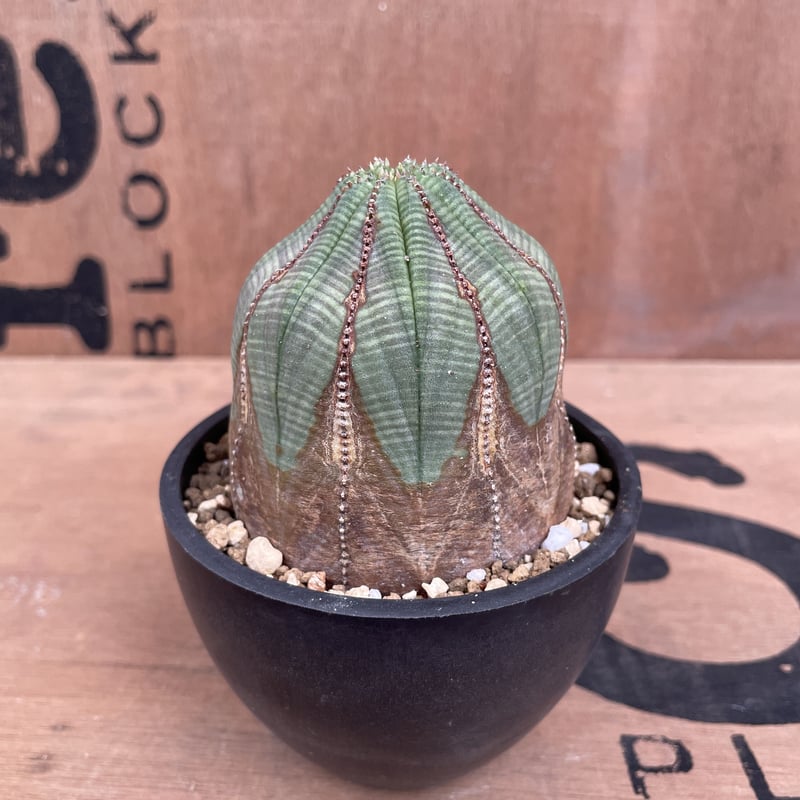 No.014 ユーフォルビア オベサ / Euphorbia Obesa 木質化 Φ7 x No.014 ユーフォルビア オベサ / Euphorbia Obesa 木質化 Φ7 x