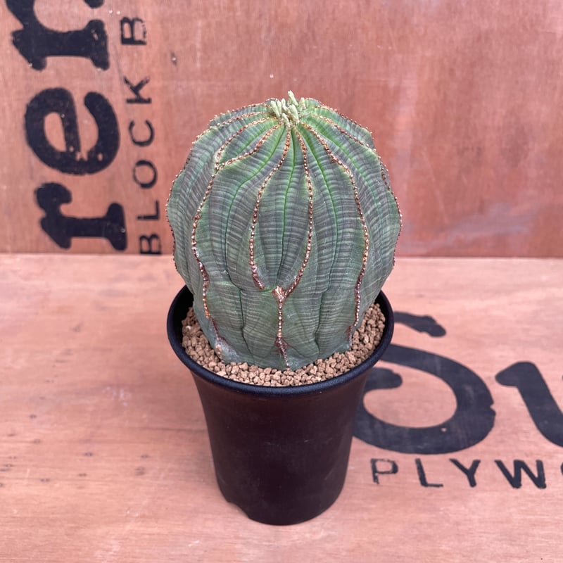 美形 巨大 2株 販売 ユーフォルビア オベサ Euphorbia obesa ユーフォルビア オベサ 超大株 美形 巨大 2株 販売 ユーフォルビア