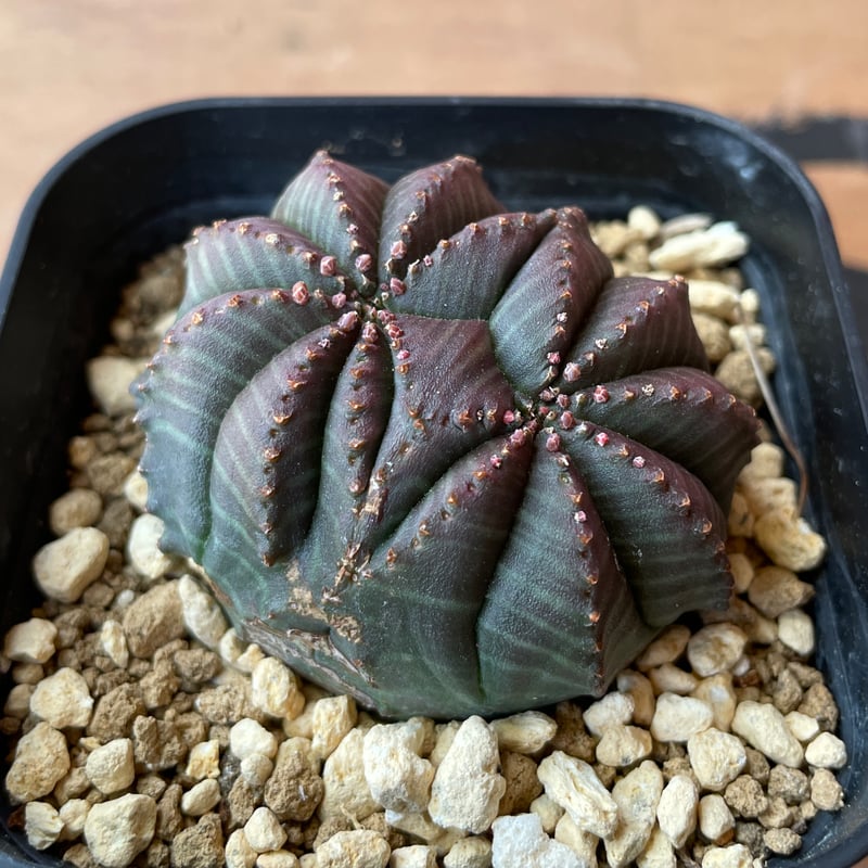 No.060 ユーフォルビア オベサ / Euphorbia Obesa モンスト 綴化 5