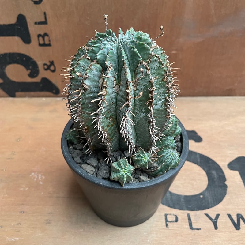 No.026 ユーフォルビア ホリダ / Euphorbia Horrida Φ9×H9.5