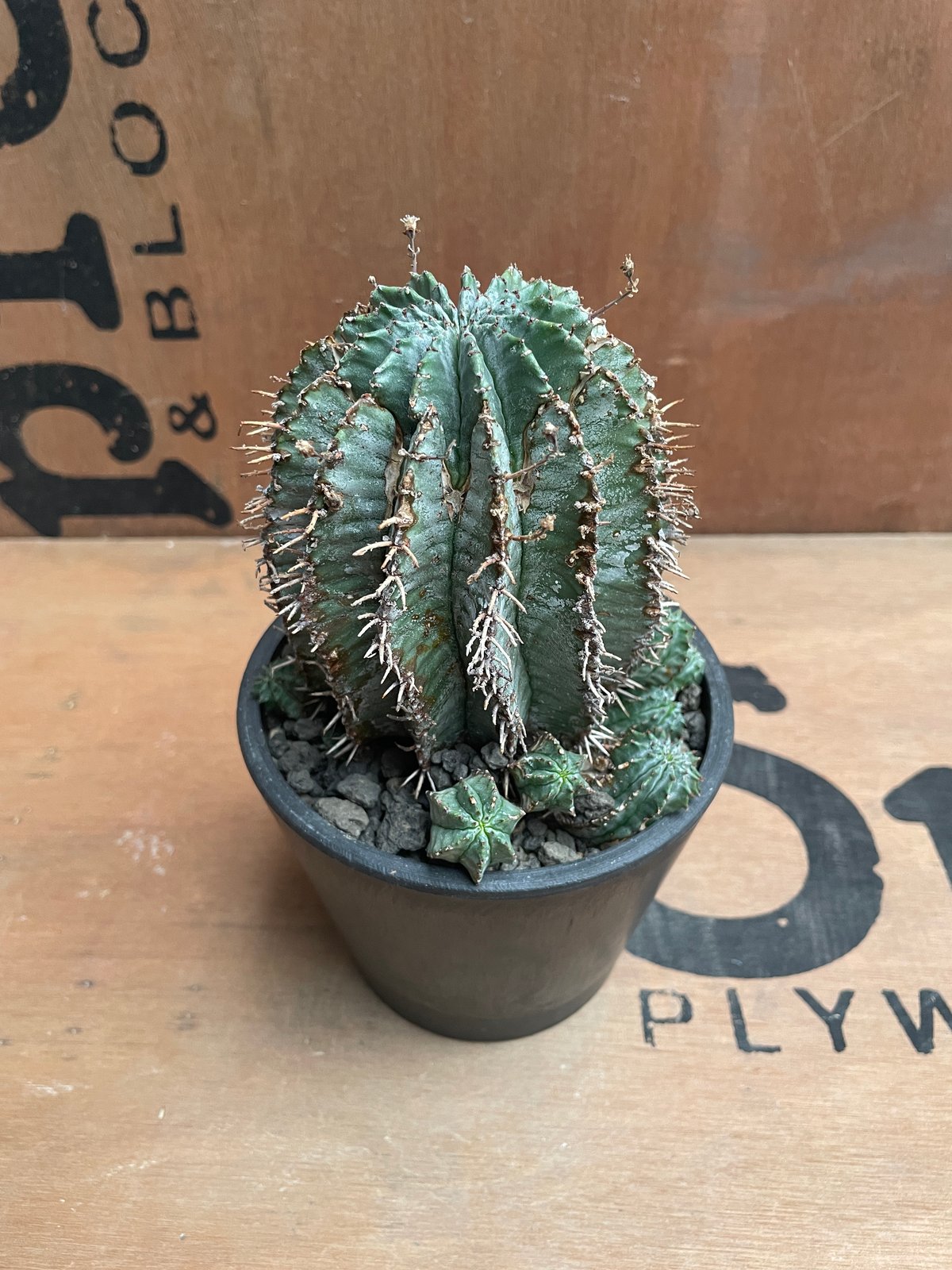 No.026 ユーフォルビア ホリダ / Euphorbia Horrida Φ9×H9.5 No.026 ユーフォルビア ホリダ / Euphorbia Horrida Φ9×H9.5
