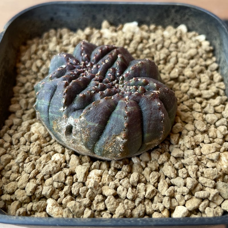 No.058 ユーフォルビア オベサ / Euphorbia Obesa モンスト 綴化 4.