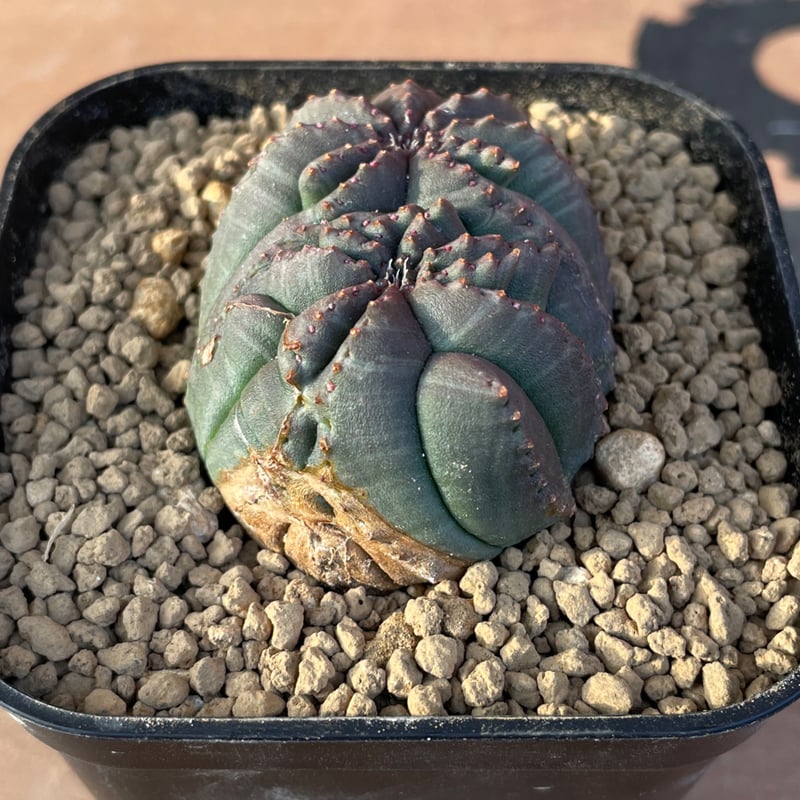 No.056 ユーフォルビア オベサ / Euphorbia Obesa モンスト 綴化 5